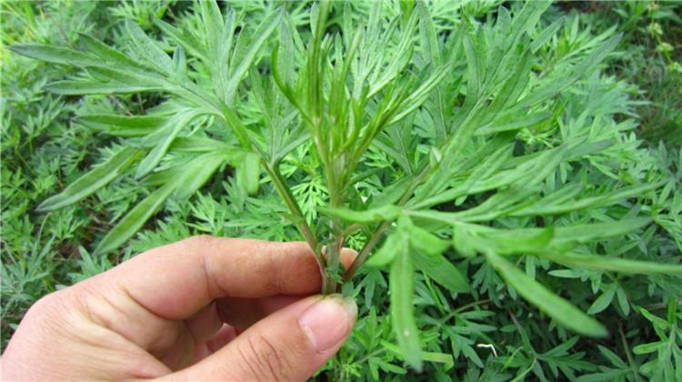 艾蒿的的功效与作用
