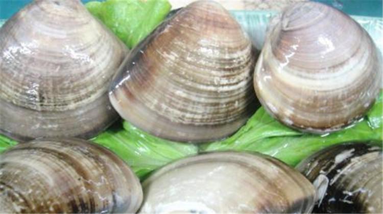 海蚌的功效与作用