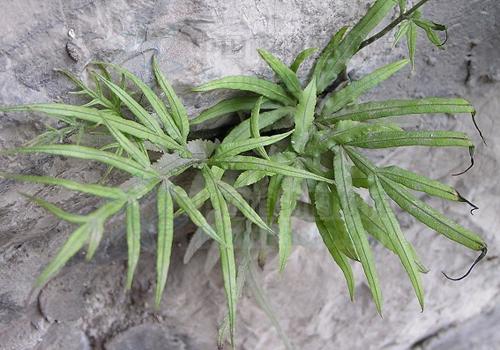 凤尾草的功效与作用