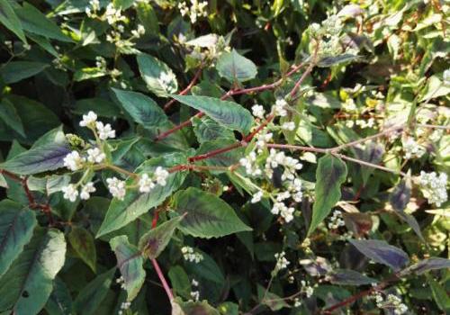 火炭母的功效与作用