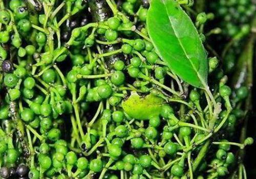 木姜子的功效与作用