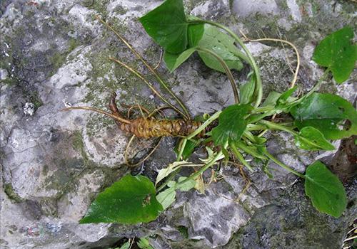 蜘蛛香的功效与作用