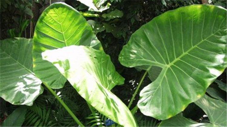 海芋的功效与作用