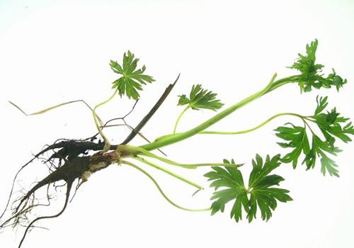 草乌叶的功效与作用