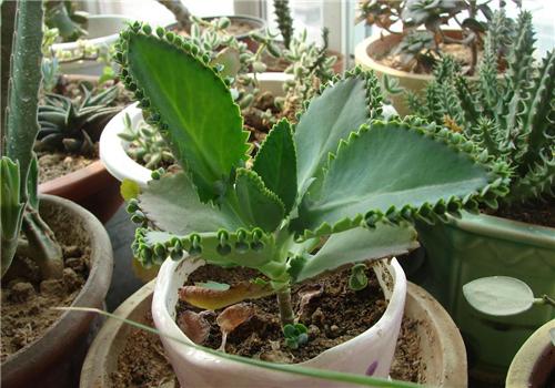 落地生根的功效与作用