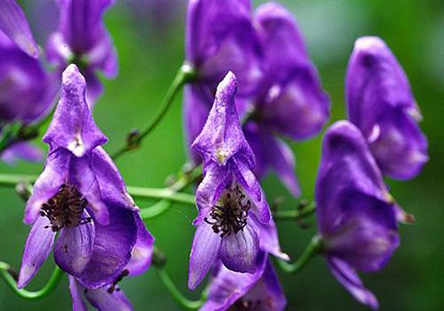 草乌叶的功效与作用