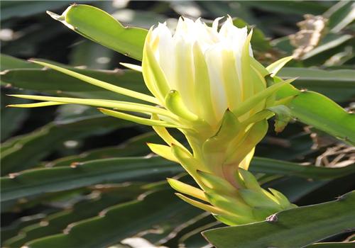 剑花的功效与作用