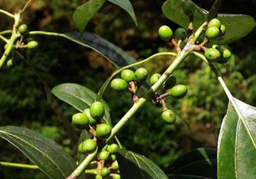 豆豉姜的功效与作用