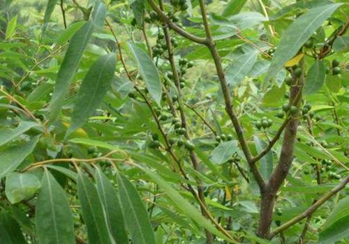 豆豉姜的功效与作用