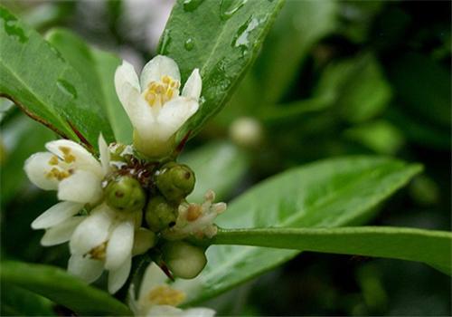 东风橘的功效与作用