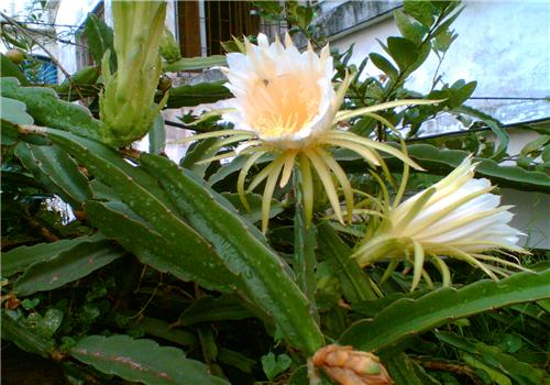 剑花的功效与作用