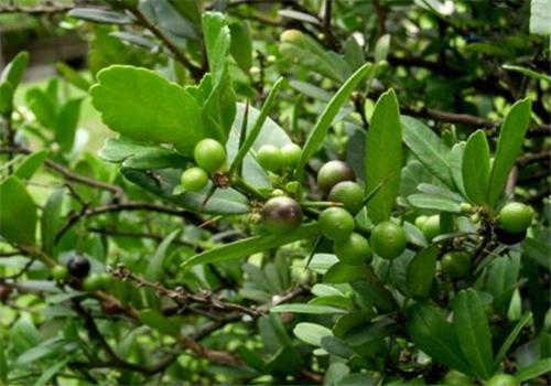 东风橘的功效与作用