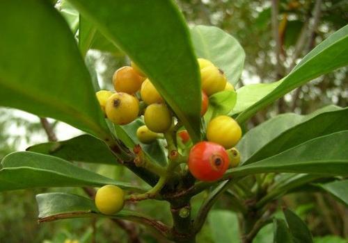 山大颜的功效与作用