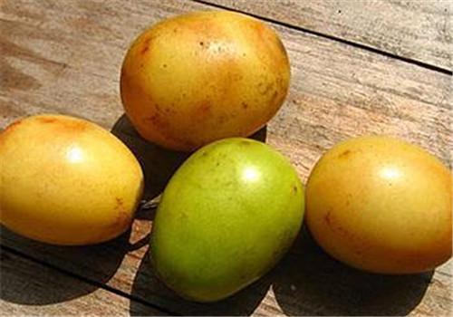 广枣的功效与作用,广枣的营养价值-乐哈健康网