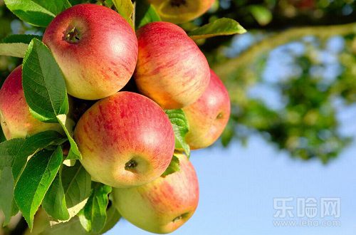 苹果的功效与作用及禁忌